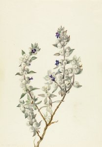Death Valley Salbei (Salvia funerea)