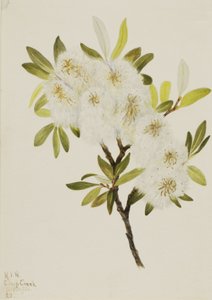 Drummond-Weide Salix drummondiana von Mary Vaux Walcott
