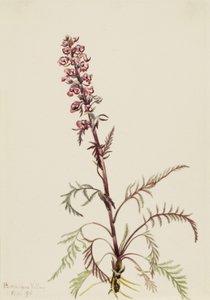 Elefantenkopf (Pedicularis groenlandica)