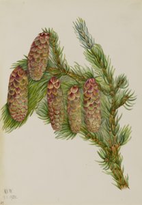 Engelmann-Fichte (Picea engelmanni) von Mary Vaux Walcott