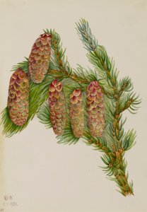 Engelmann-Fichte Picea engelmanni, 1920 von Mary Vaux Walcott