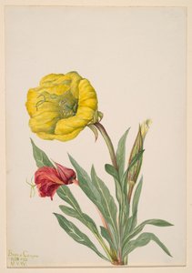 Nachtkerze Oenothera howardi, 1928-1931