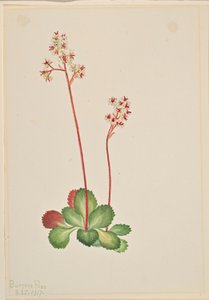 Immergrüne Steinbrech (Leptarrhena pyrolifolia) von Mary Vaux Walcott