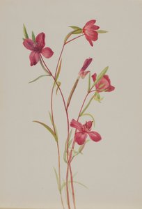 Abschied vom Frühling von Mary Vaux Walcott