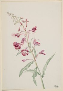 Schmalblättriges Weidenröschen (Epilobium angustifolium)
