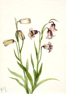 Schachbrettblume Fritillaria biflora, 1935 von Mary Vaux Walcott