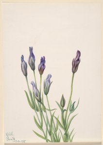 Enzian (Gentiana macounii)