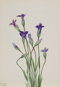 Enzian Gentiana holopetala, 1936