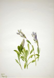 Enzian Gentiana newberri von Mary Vaux Walcott