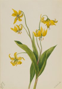 Gletscherlilie Erythronium grandiflorum von Mary Vaux Walcott