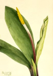 Goldkolben Orontium aquaticum, 1918 von Mary Vaux Walcott