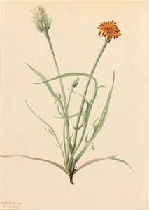 Grasblättrige Agoseris Agoseris graminifolia