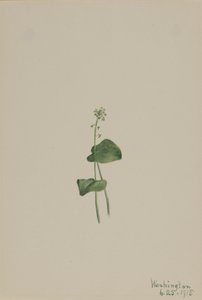 Grünes Addermaul Malaxis unifolia