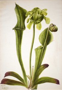 Grüne Kannenpflanze Sarracenia orephila, 1933 von Mary Vaux Walcott