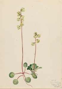 Grüne Pyrola Pyrola chlorantha, 1920 von Mary Vaux Walcott