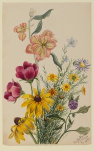 Blumengruppe von Mary Vaux Walcott