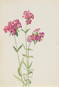 Behaarte Phlox (Phlox amoena) von Mary Vaux Walcott