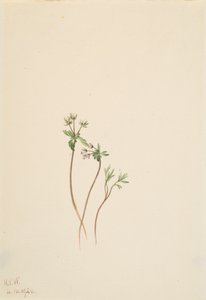 Frühlingsbote Erigenia bulbosa von Mary Vaux Walcott