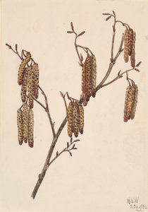 Erlenblättrige Erle Alnus regosa, 1920