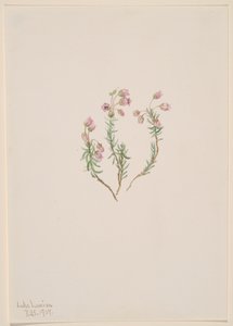Heidekraut Phyllodoce intermedia von Mary Vaux Walcott