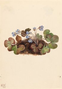 Leberblümchen (Hepatica americana)