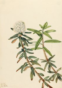 Labrador-Tee Ledum groenlandicum von Mary Vaux Walcott