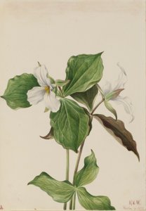 Großes Weißes Dreiblatt (Trillium grandiflorum)
