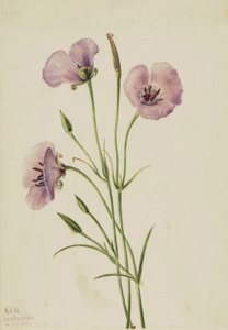 Flieder-Mariposa Calochortus splendens, 1926