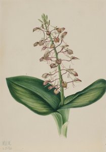 Lilien-Twayblade Liparis liliifolia