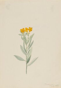 Lithospermum canescens, 1907 von Mary Vaux Walcott