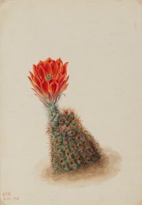 Lloyds Erdbeer-Kaktus Echinocereus lloydii, 1925. von Mary Vaux Walcott