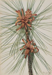 Sumpfkiefer Pinus taeda, 1918 von Mary Vaux Walcott