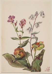 Wiesen-Schönheit (Rhexia virginica), Klapperschlangenwurzel (Nabalus albus), Schlauchpflanze (Sarracenia purpurea) von Mary Vaux Walcott