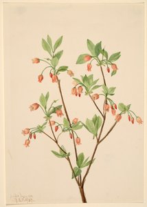 Menziesea Menziesea glabella, 1907