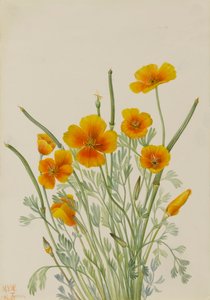 Mexikanischer Mohn