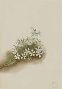 Moosrosa (Phlox subulata) von Mary Vaux Walcott