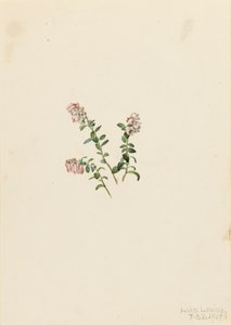 Preiselbeere Vaccinium vitisidaea minus von Mary Vaux Walcott