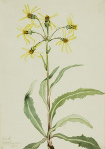 Trauer-Greiskraut Senecio lugens, 1921 von Mary Vaux Walcott