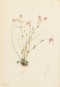 Naiad Frühling Schönheit Claytonia parvifolia, 1905 von Mary Vaux Walcott