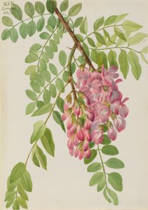 Neumexikanische Robinie Robinia neomexicana, 1938 von Mary Vaux Walcott