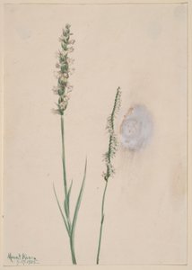 Nickende Damen-Tressen (Ibidium cernum) von Mary Vaux Walcott
