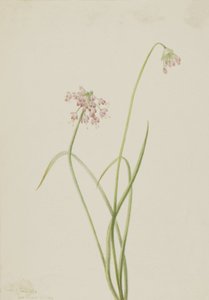 Nickender Lauch Allium cernuum, 1901