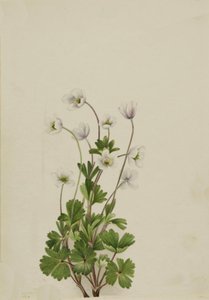 Nordanemone Anemone parviflora, 1924 von Mary Vaux Walcott