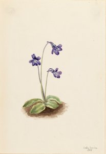 Gewöhnliches Fettkraut Pinguicula vulgaris, 1903