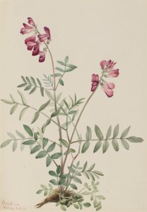 Nördliches Hedysarum (Hedysarum boreale) von Mary Vaux Walcott