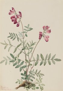 Nördliches Hedysarum Hedysarum boreale von Mary Vaux Walcott