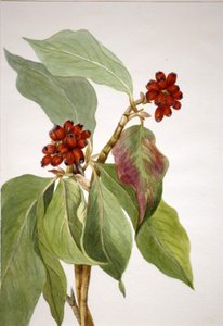 Pazifischer Hartriegel (Cornus nuttallii) von Mary Vaux Walcott