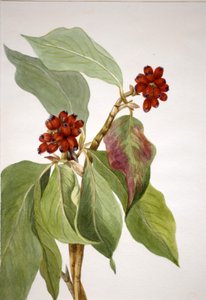 Pazifischer Hartriegel Cornus nuttallii, 1933 von Mary Vaux Walcott