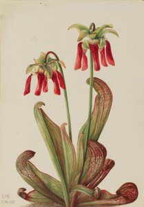 Papageien-Schlauchpflanze (Sarracenia psittacina)