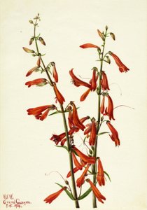 Bartfaden (Pentstemon barbatus) von Mary Vaux Walcott
